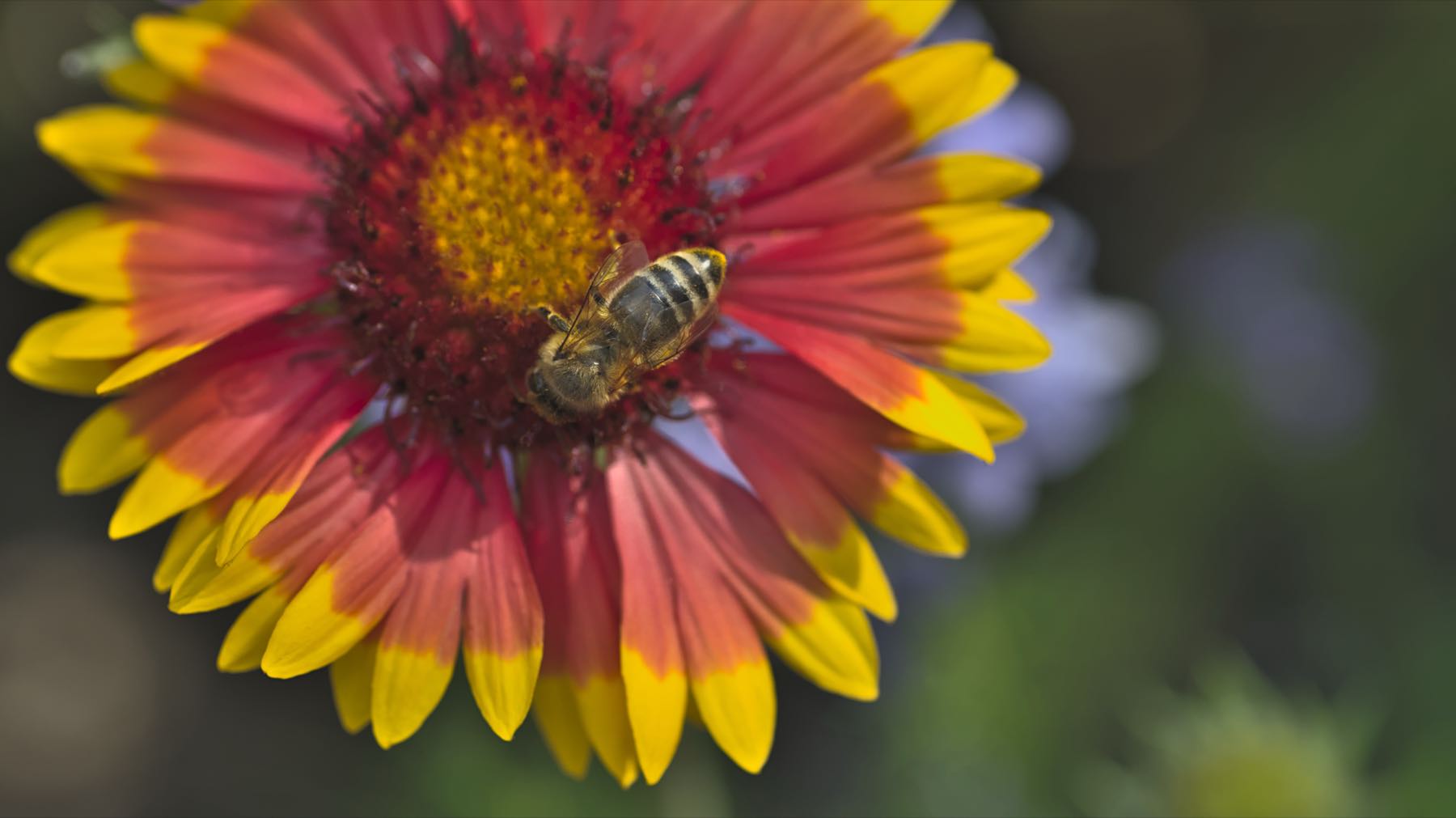 Abeja trabajando el centro de una flor abierta