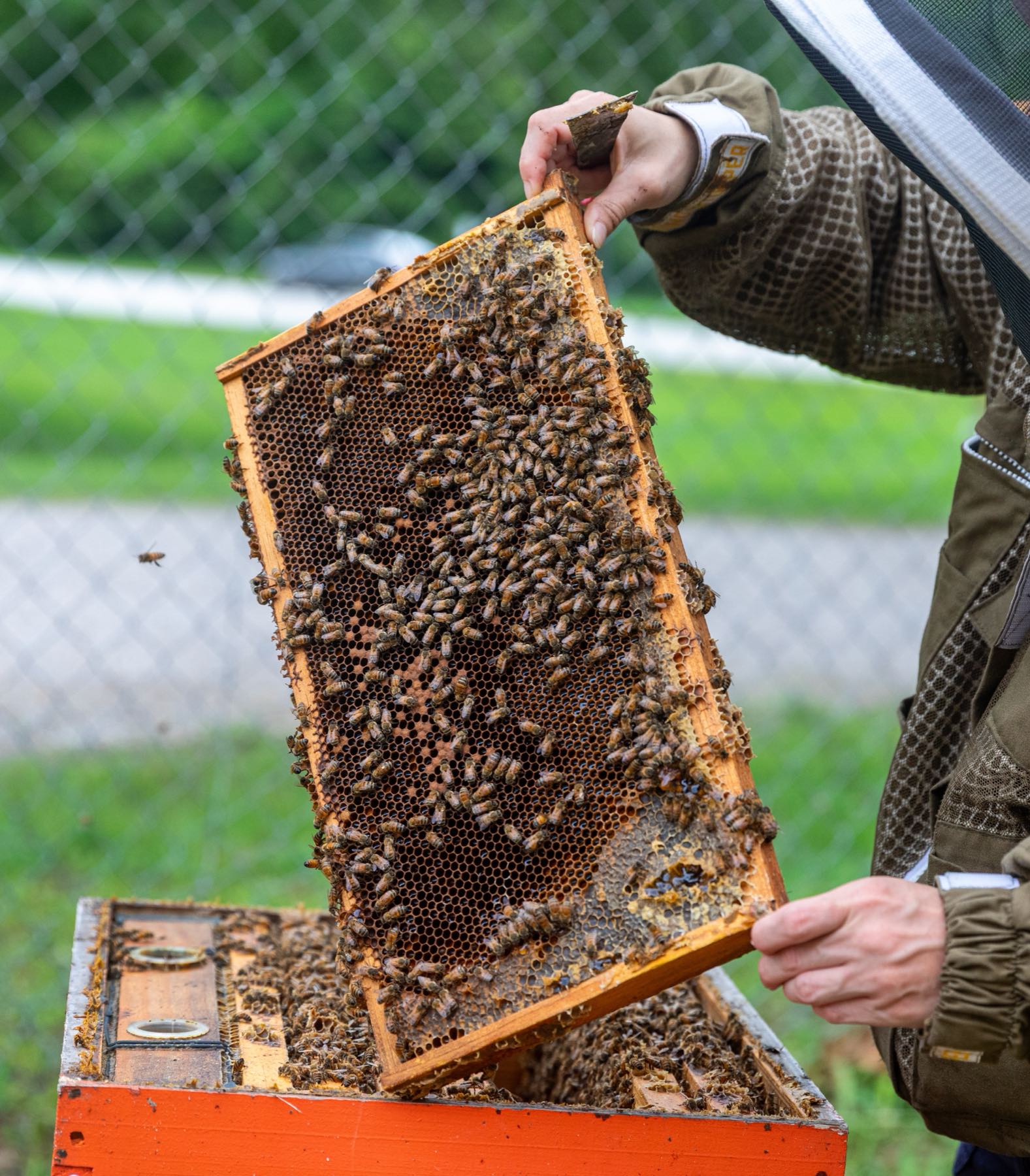 Apicultor sostiene un cuadro cubierto de abejas frente a la colmena