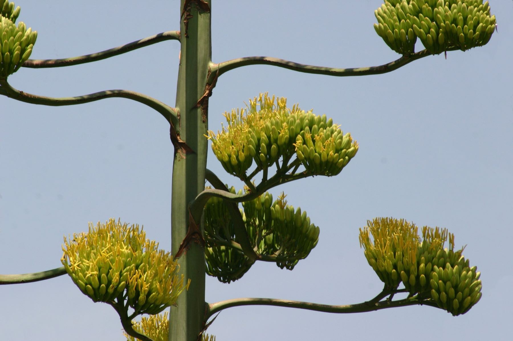 Inflorescencia de maguey abierta en lo alto del quiote