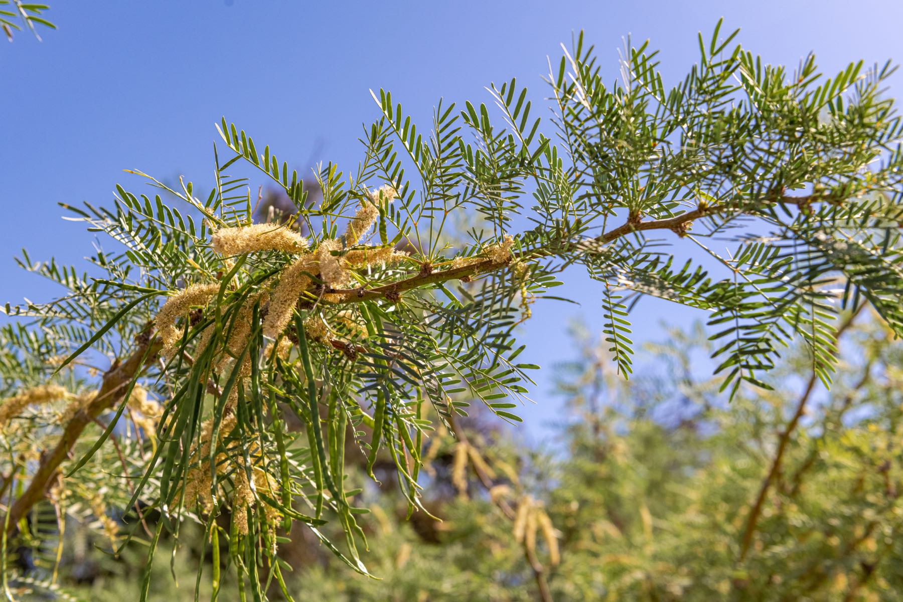 Rama de mezquite (Prosopis glandulosa) con su follaje fino y sus vainas