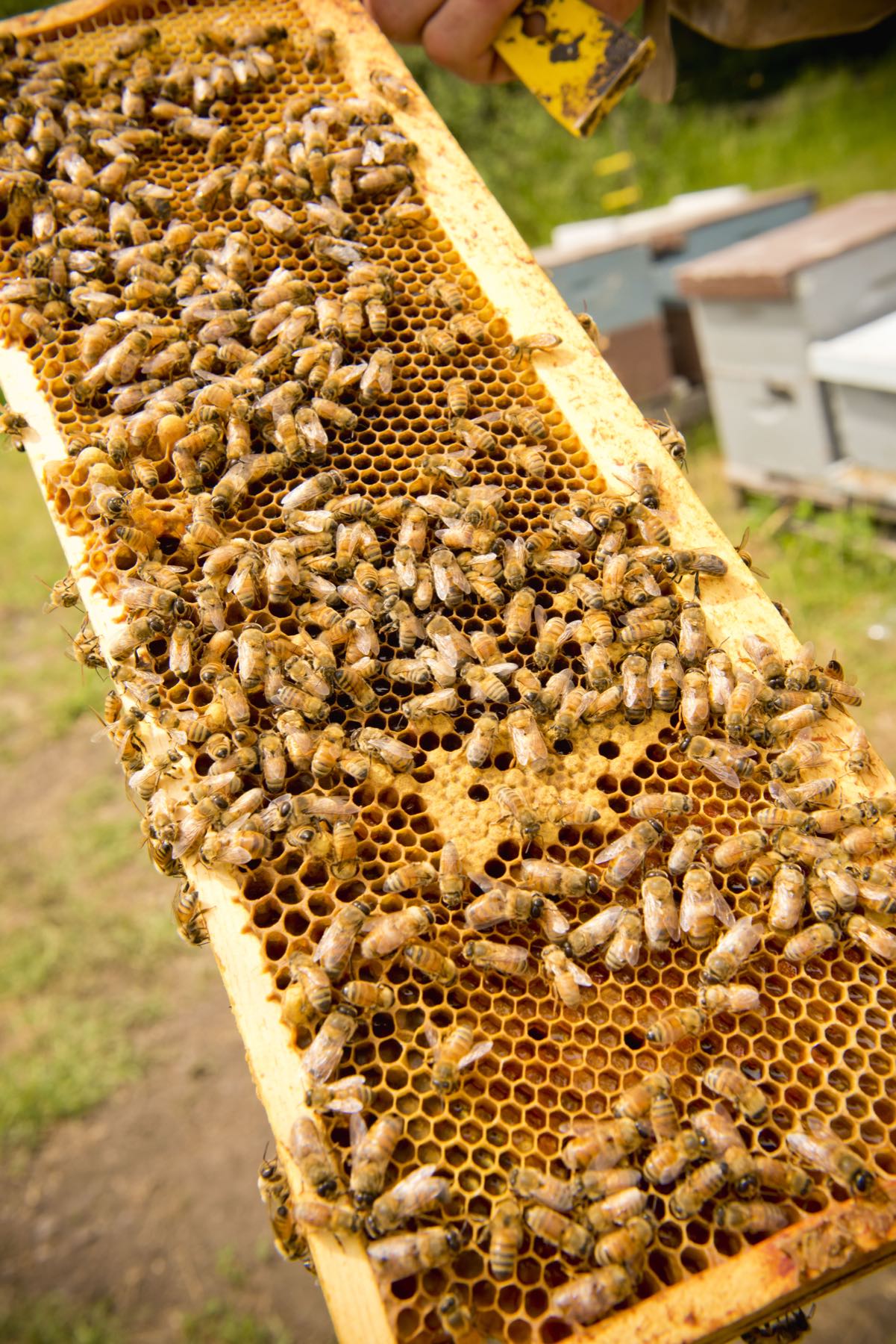 Cuadro de colmena cubierto de abejas sobre celdas de miel operculadas